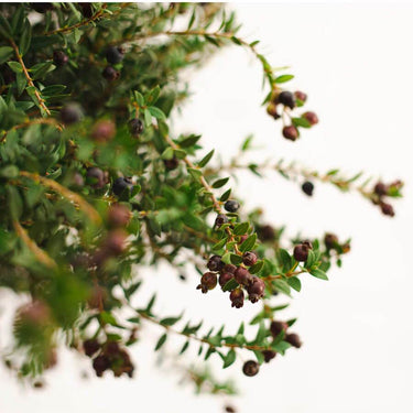 The Mini Myrtle Present Tree | Buy a Dwarf Myrtle Tree – Tree2mydoor