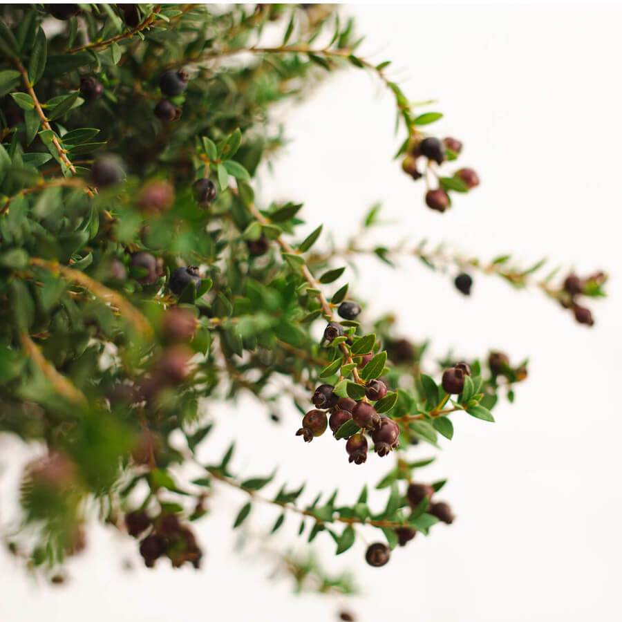 The Mini Myrtle Present Tree Myrtle Tree Gift (1L pot, 30cm height) - Flowering Tree Gift - Tree2mydoor
