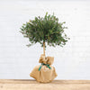 Image of a Myrtle Tree Gift with Hessian wrap