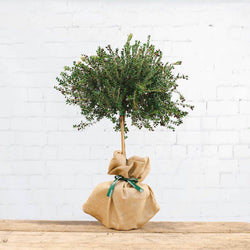 The Mini Myrtle Present Tree Myrtle Tree Gift (1L pot, 30cm height) - Flowering Tree Gift - Tree2mydoor