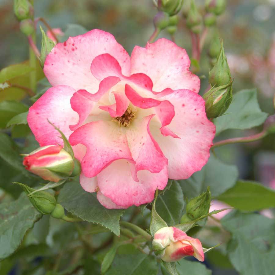 Name a Rose Corporate - Tree2mydoor Business - Tree2mydoor