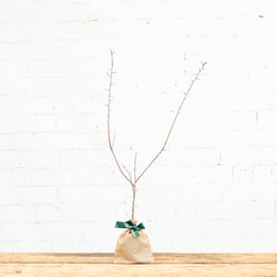 Blackthorn Tree Gift Sapling (20 to 60cm) - Native Tree Gift - Tree2mydoor