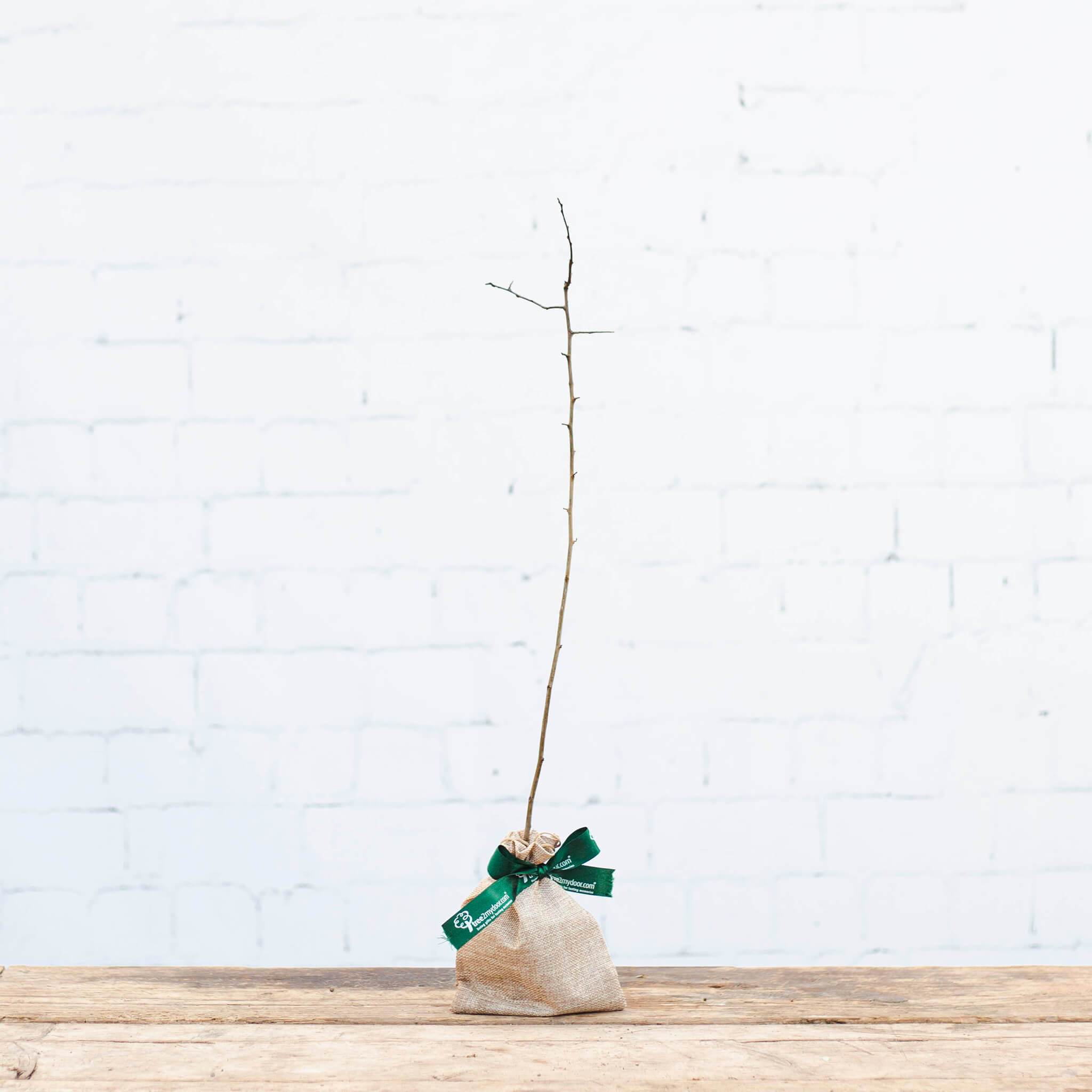 Crab Apple Tree Sapling Gift Send the 'Tree of Love'