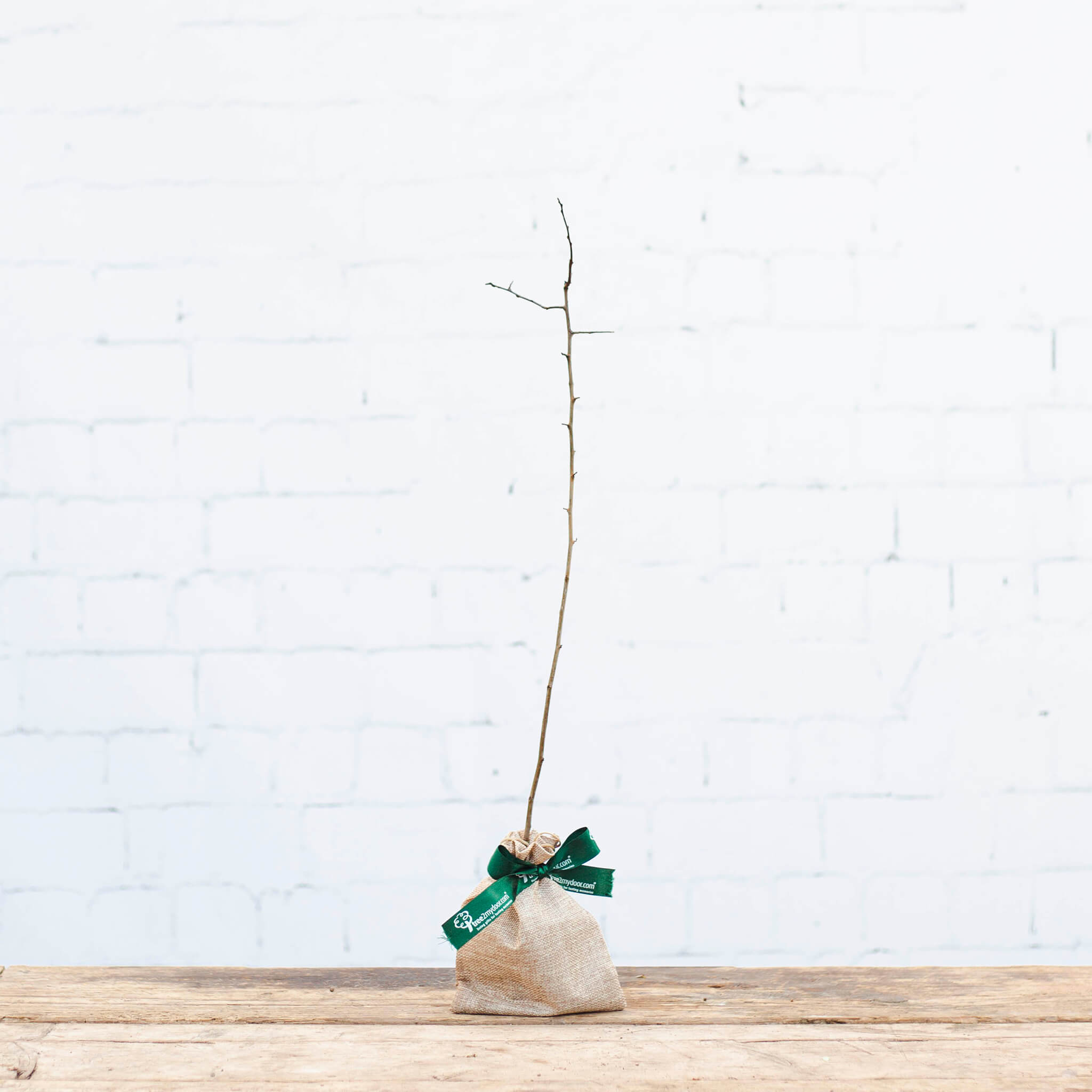 image of a crab apple tree sapling with hessian wrap