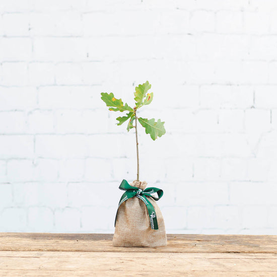 image of an oak tree gift with hessian wrap