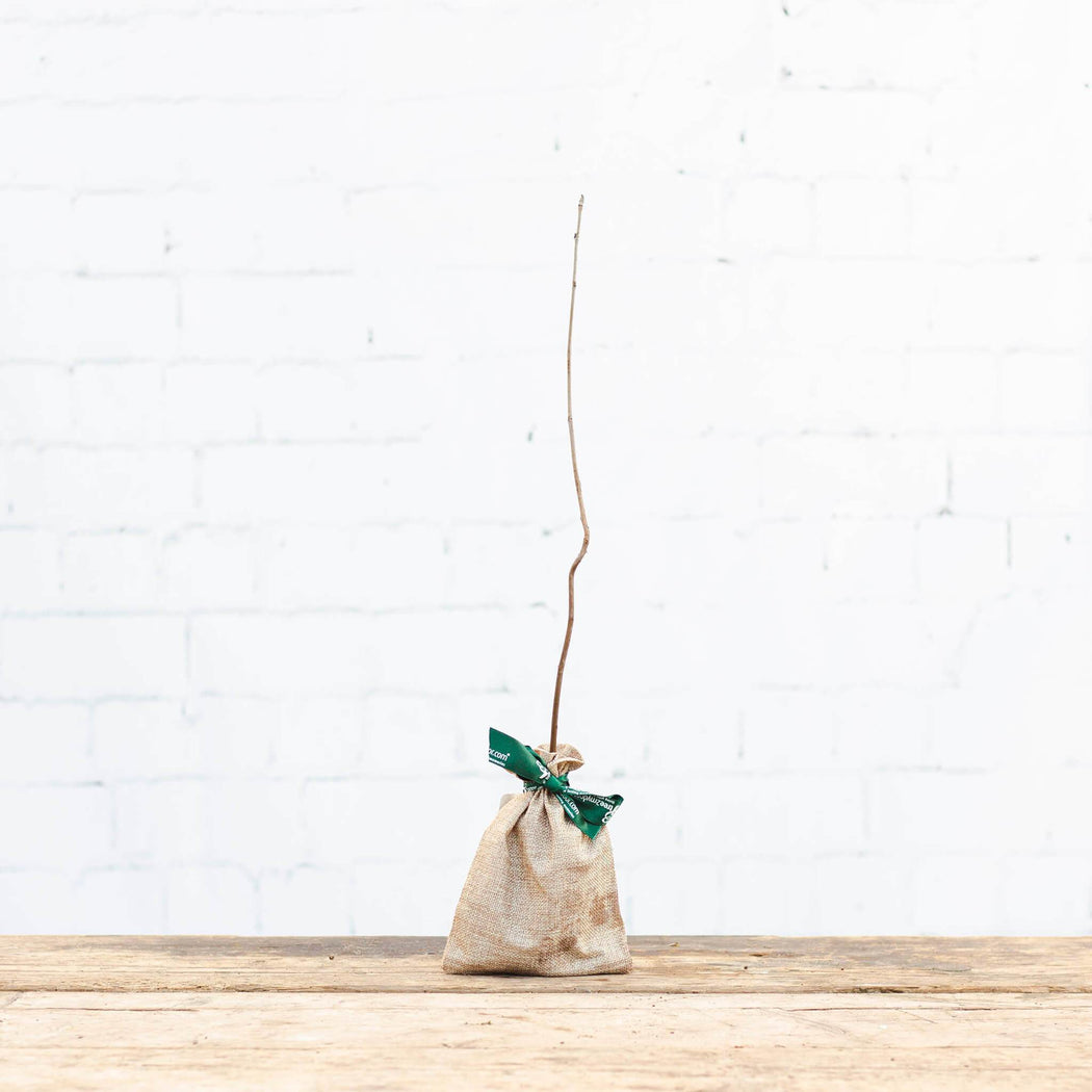 Rowan Tree Gift Sapling (20 to 60cm) - Native Tree Gift - Tree2mydoor