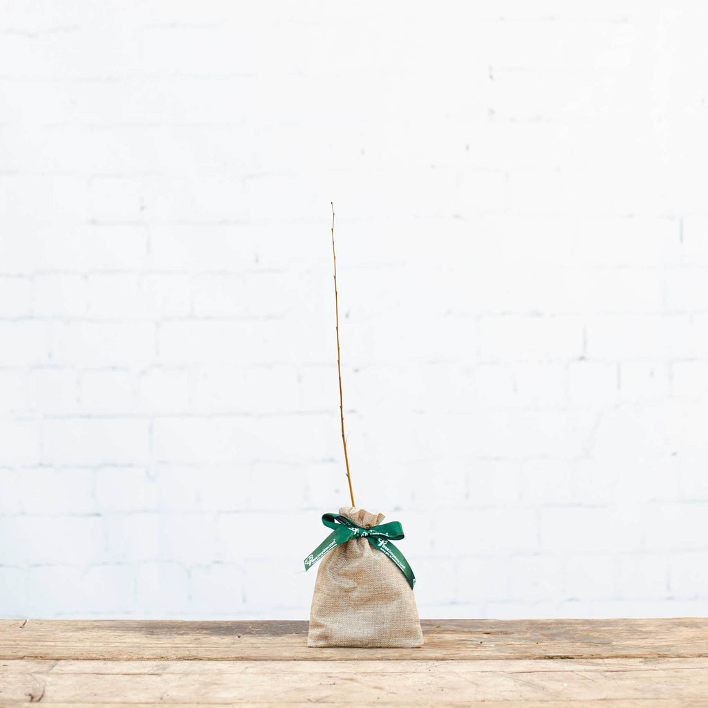 Silver Birch Tree Gift Sapling (20 to 60cm) - Native Tree Gift - Tree2mydoor