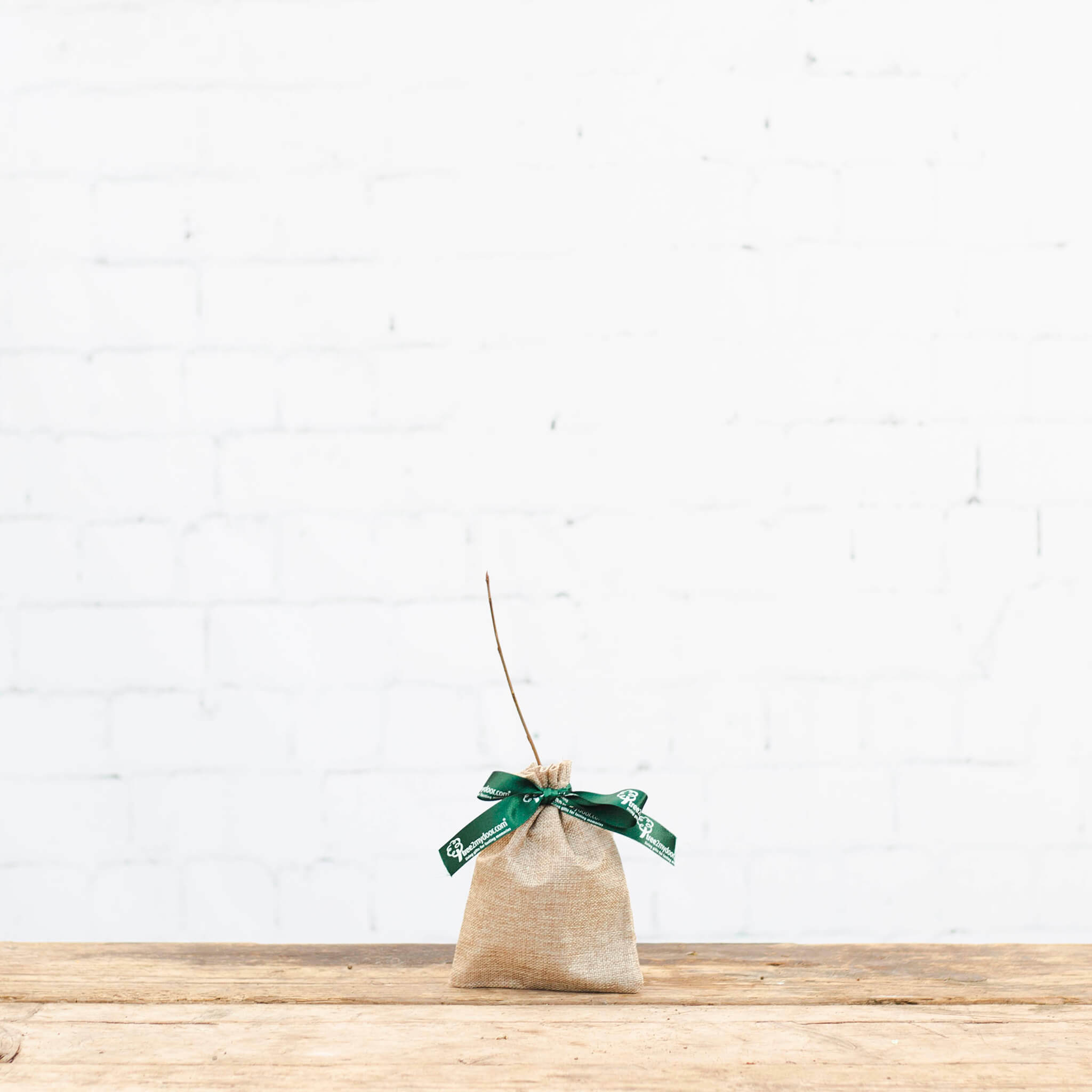 image of a cherry tree sapling with hessian wrap