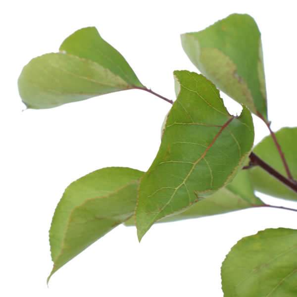 Nectarine Tree Gift - Fruit Tree Gift - Tree2mydoor