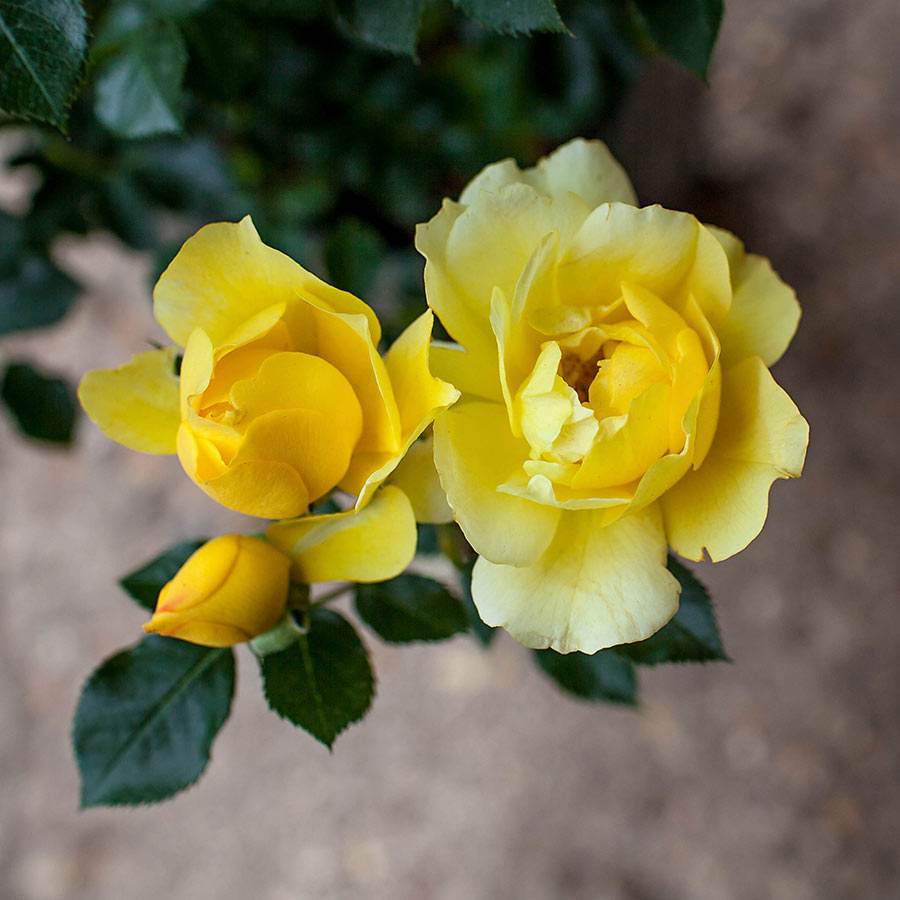 New Arrival Rose Bush Gift - Rose Bush Gift - Tree2mydoor