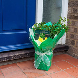 New Arrival Rose Bush Gift - Rose Bush Gift - Tree2mydoor