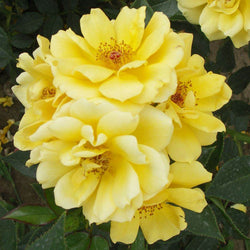 New Arrival Rose Bush Gift - Rose Bush Gift - Tree2mydoor