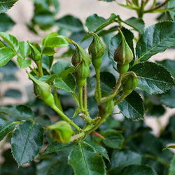 New Arrival Rose Bush Gift - Rose Bush Gift - Tree2mydoor