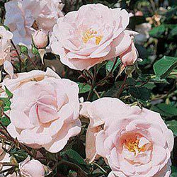 New Dawn Climbing Rose Gift - Rose Bush Gift - Tree2mydoor