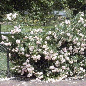 New Dawn Climbing Rose Gift - Rose Bush Gift - Tree2mydoor