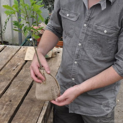 Native British Oak Tree Sapling