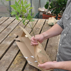 Oak Tree Gift Sapling (20 to 60cm) - Native Tree Gift - Tree2mydoor