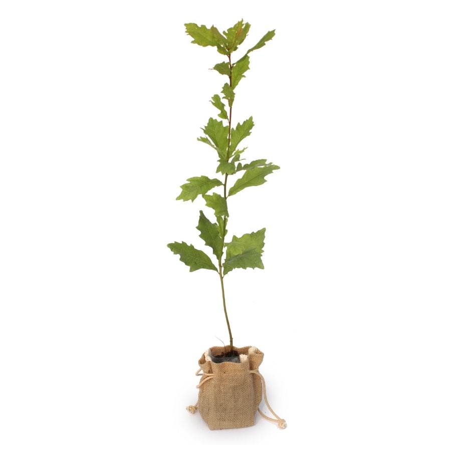 Oak Tree Gift Sapling (20 to 60cm) - Native Tree Gift - Tree2mydoor