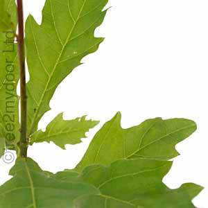 Oak Truffle Tree Gift - Truffle Tree Gift - Tree2mydoor