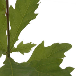 Oak Tree Gift Sapling (20 to 60cm) - Native Tree Gift - Tree2mydoor