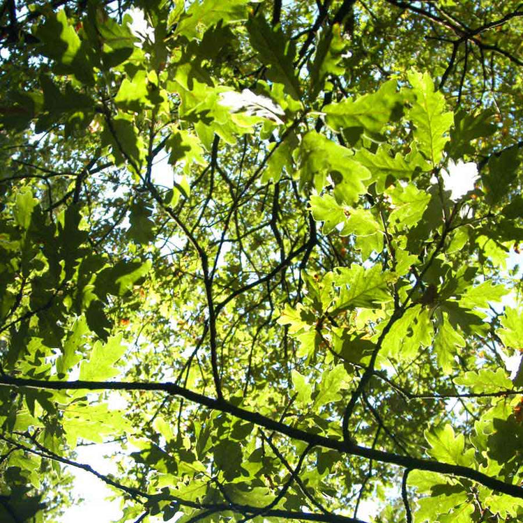 Oak Truffle Tree Grove
