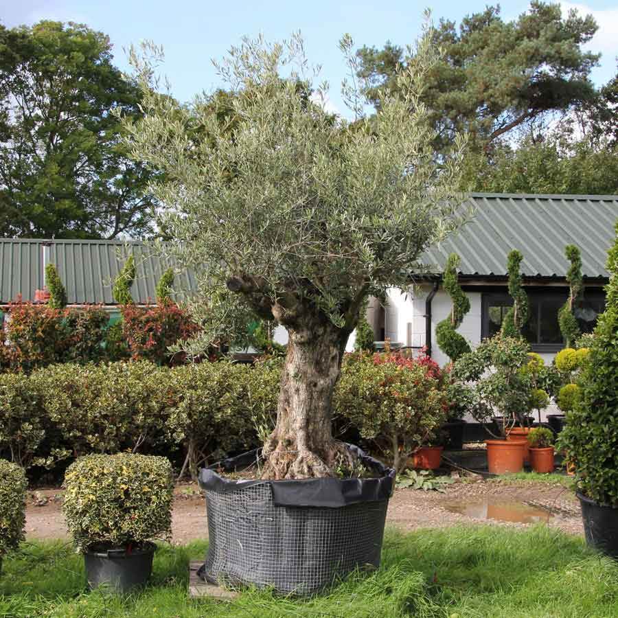 Mature Olive Tree - Olive Tree Gift - Tree2mydoor