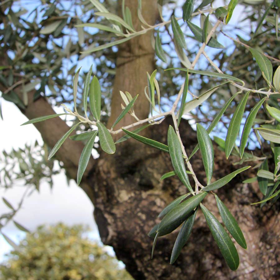 Mature Olive Tree - Olive Tree Gift - Tree2mydoor