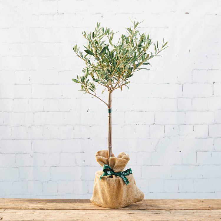 image of an olive tree gift with hessian wrap