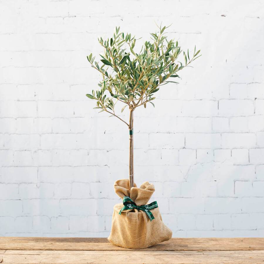 The Olive Tree Gift Small (1.5L pot, 40 - 50cm height) - Olive Tree Gift - Tree2mydoor
