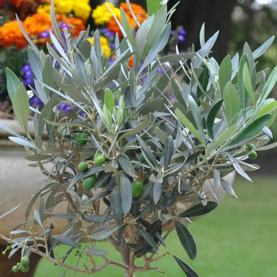 Christmas Olive Tree Gift Small (2L pot 50cm height) - Olive Tree Gift - Tree2mydoor