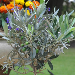 Christmas Olive Tree Gift Small (2L pot 50cm height) - Olive Tree Gift - Tree2mydoor