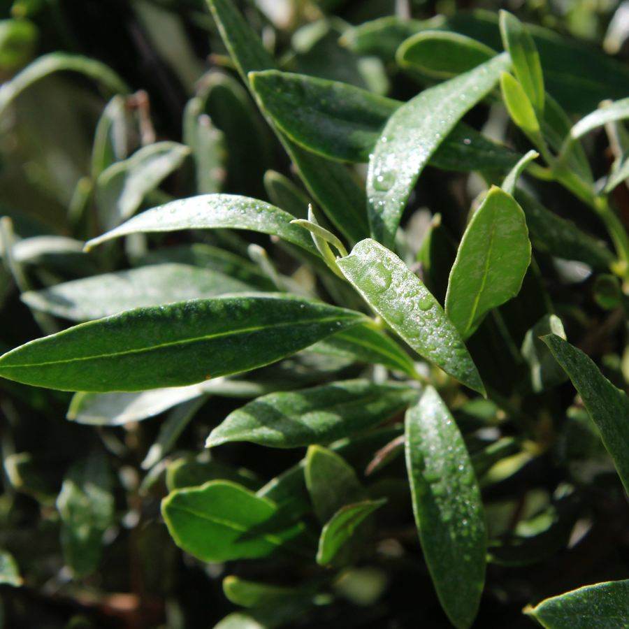 Standard Olive Tree Gift - Olive Tree Gift - Tree2mydoor