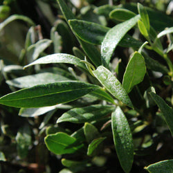 Standard Olive Tree Gift - Olive Tree Gift - Tree2mydoor