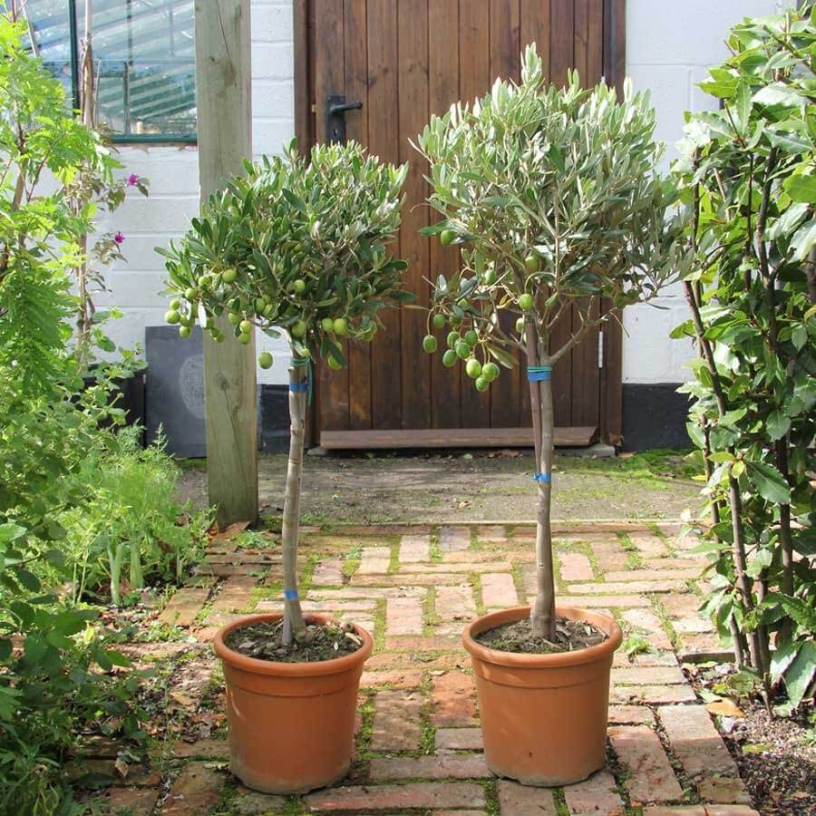 Pair of Olive Tree Gifts Small (2L pot, 50cm height) - Olive Tree Gift - Tree2mydoor