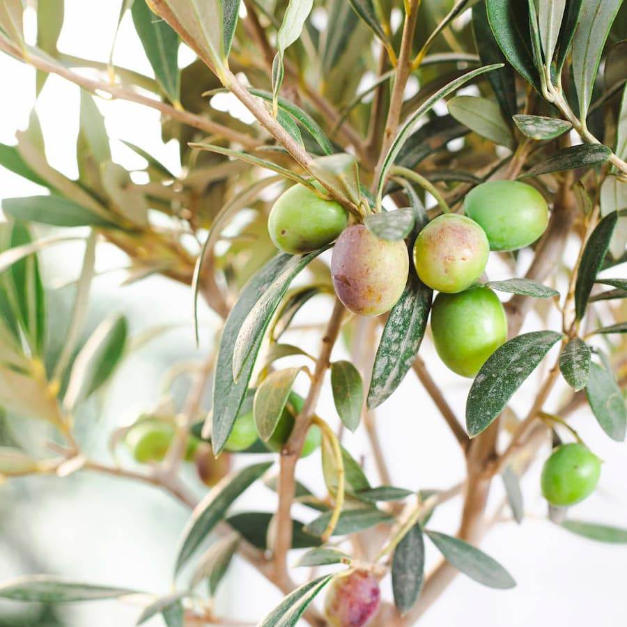 Pair of Christmas Olive Tree Gifts Small (2L pot, 50cm height) - Olive Tree Gift - Tree2mydoor