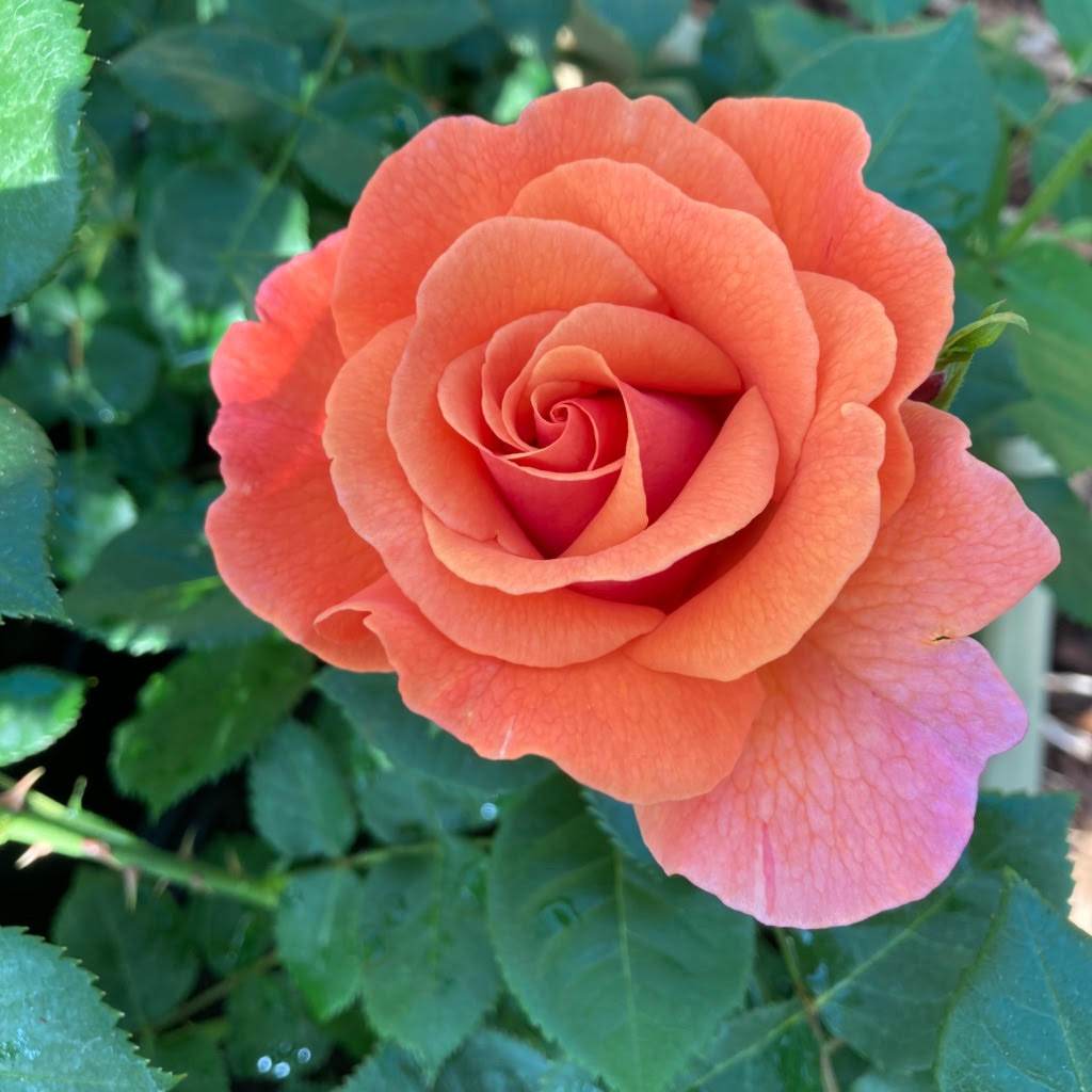 Favourite Colour Happy Birthday Rose Bush Gift Red - Rose Bush Gift - Tree2mydoor