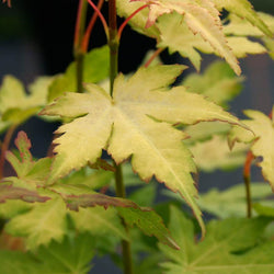 Orange Dream Japanese Maple Tree Gift - Acer Tree Gift - Tree2mydoor