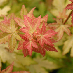 Favourite Colour Japanese Maple Tree Gift Red - Acer Tree Gift - Tree2mydoor