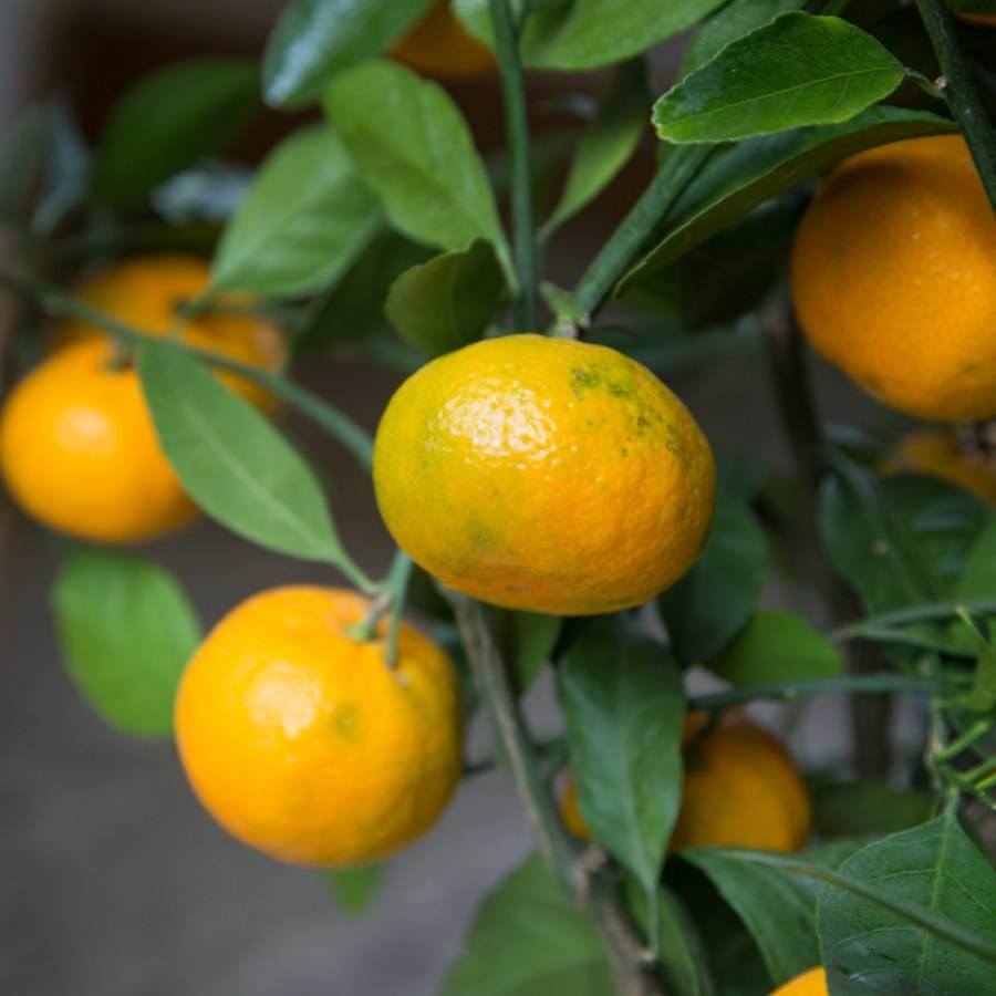 Satsuma Orange Tree for Sale