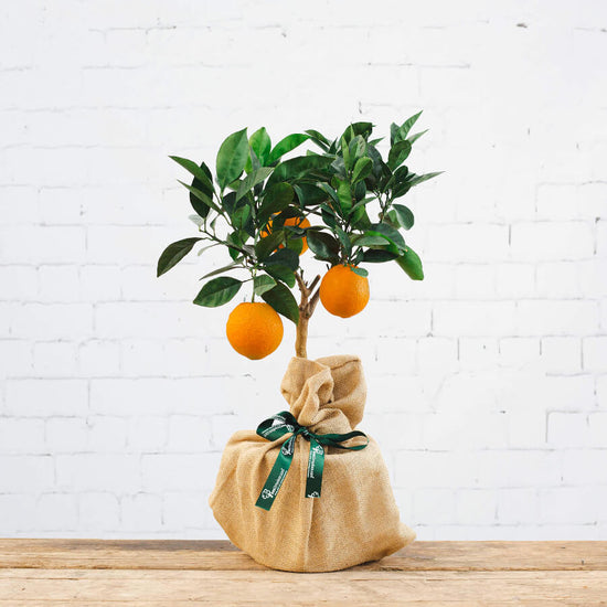 Orange tree gift with hessian wrap