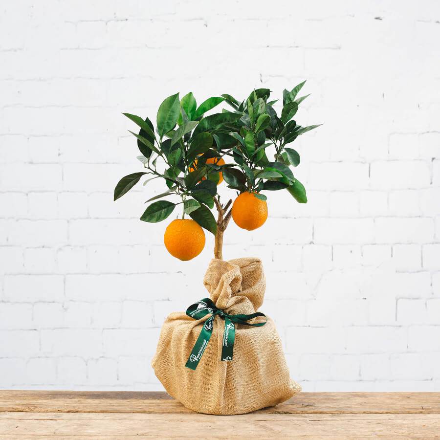 Orange Tree Gift