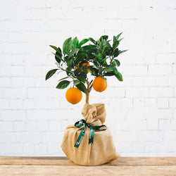 Orange Tree Gift - Citrus Tree Gift - Tree2mydoor