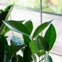 Orange Tree Gift - Citrus Tree Gift - Tree2mydoor