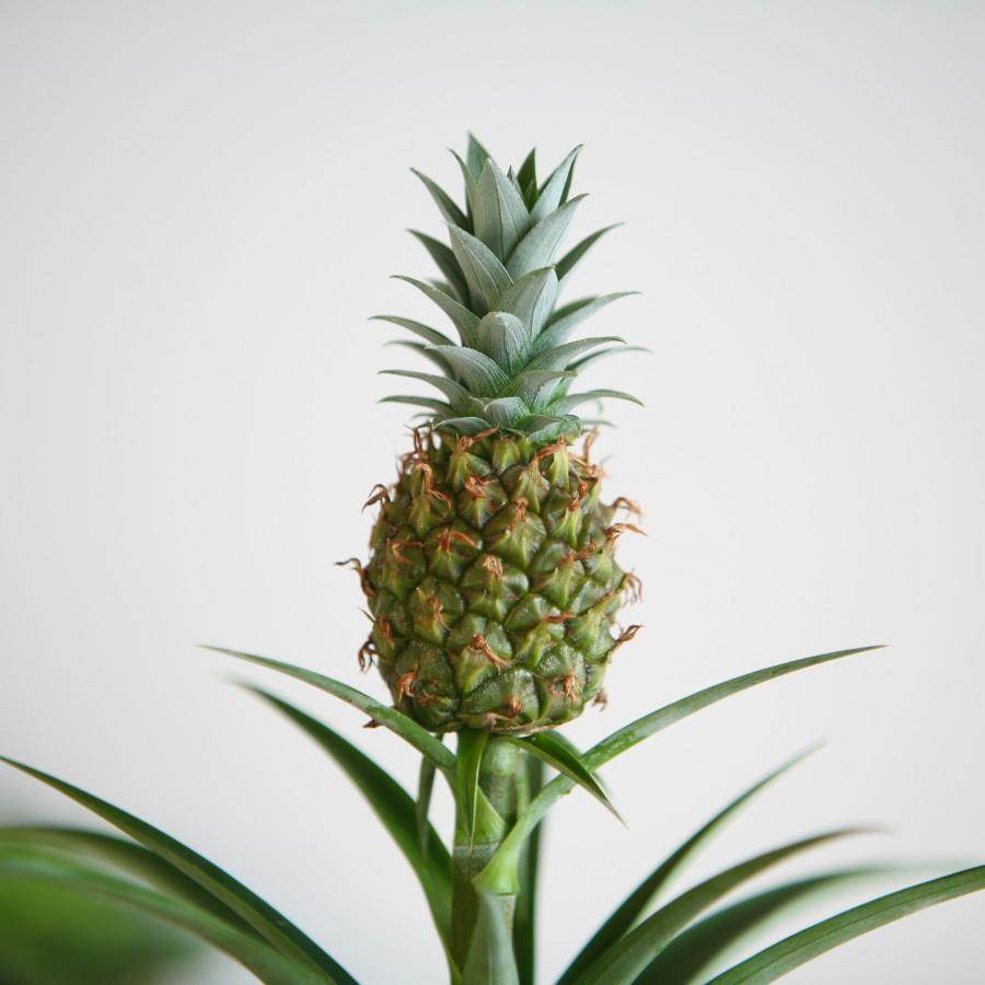Pineapple Plant Gift - Indoor Plant Gift - Tree2mydoor