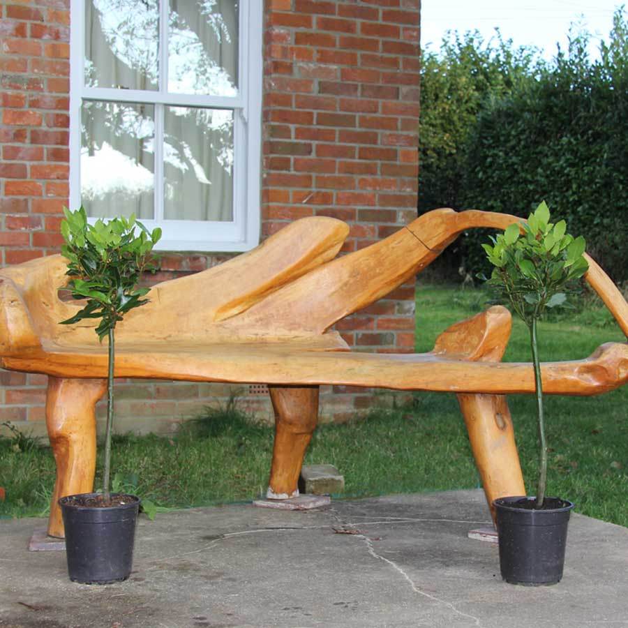 Bay Tree (Pair) Gift | Send Bay Trees – Tree2mydoor