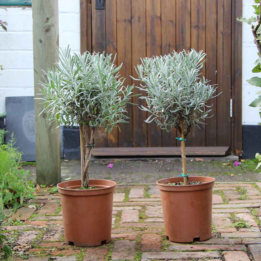 Pair of Lavender Plants Gift | Mini Stem Lavender Plants in Pots