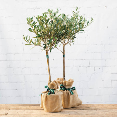 image of a pair of olive tree gifts with hessian wrap