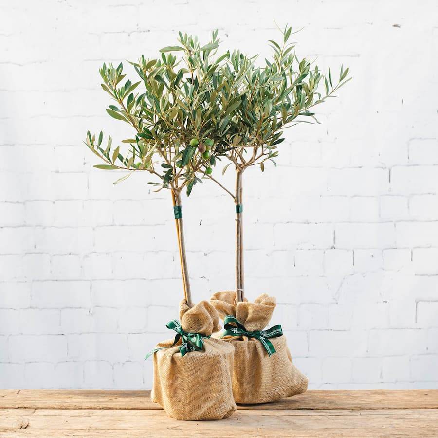 Pair of Olive Tree Gifts Small (2L pot, 50cm height) - Olive Tree Gift - Tree2mydoor