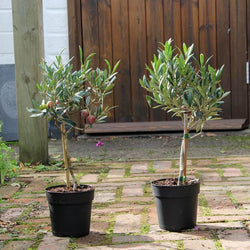 Pair of Olive Tree Gifts Small (2L pot, 50cm height) - Olive Tree Gift - Tree2mydoor
