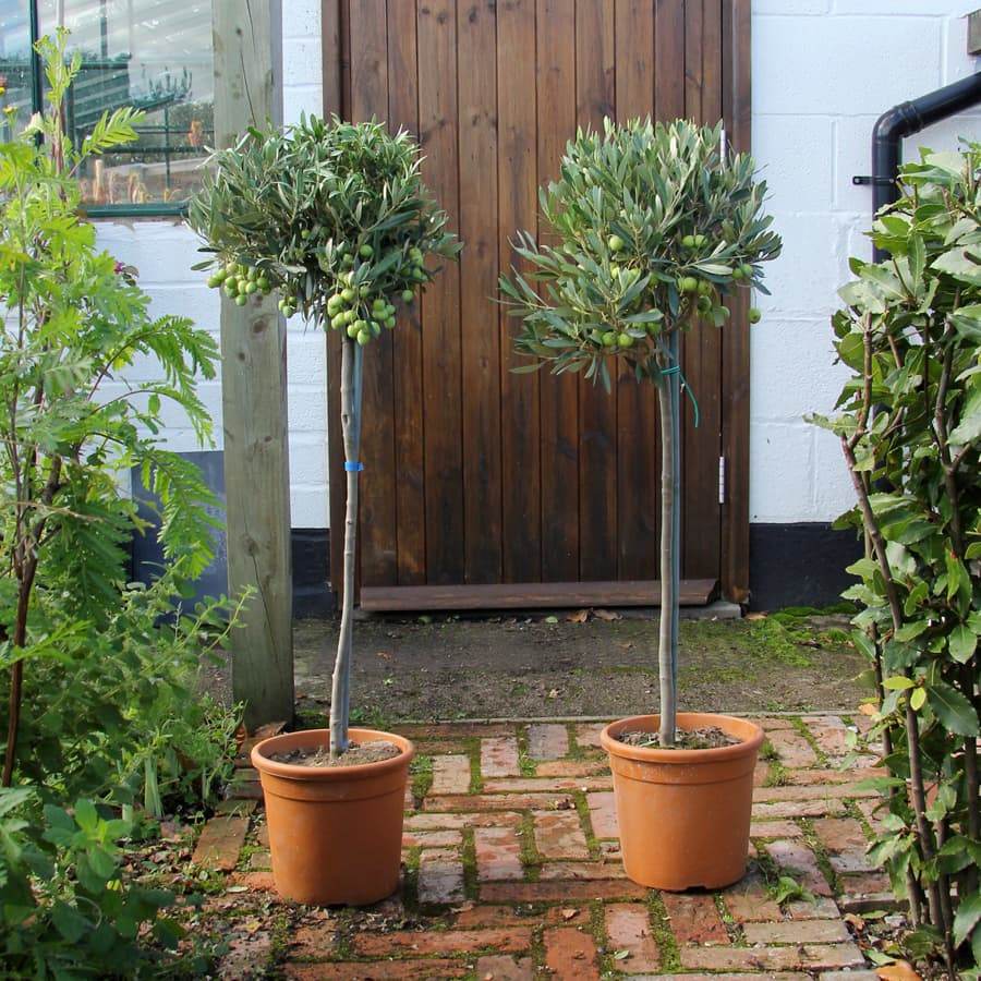 Pair of Olive Tree Gifts Small (2L pot, 50cm height) - Olive Tree Gift - Tree2mydoor